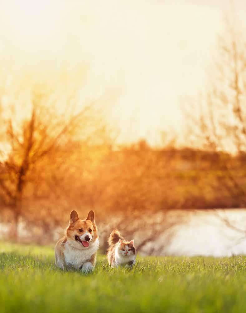 Active Pet Park